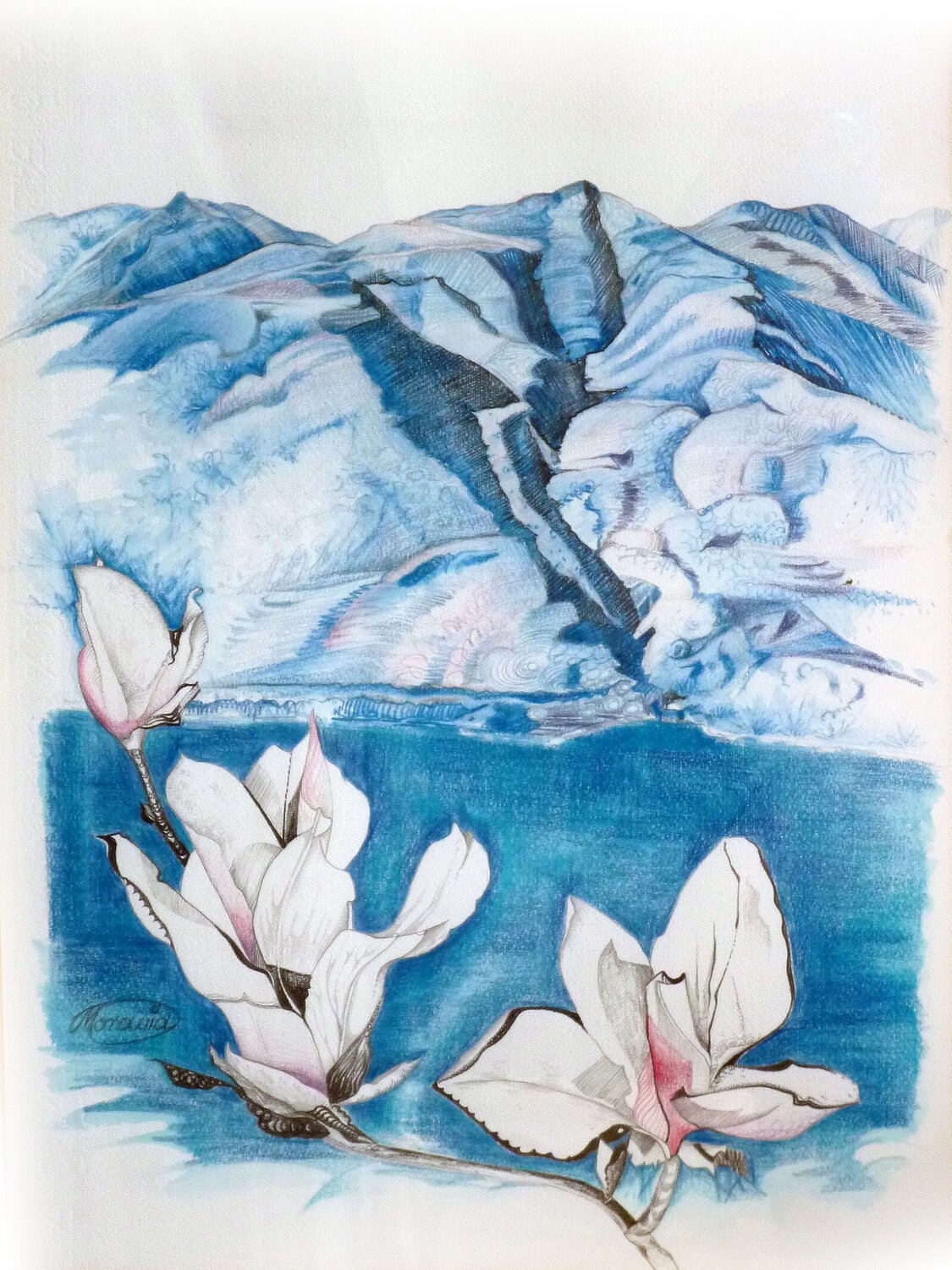 Magnolien – Karin Steffek-Moravia – Blei- und Buntstiftzeichnung, aquarelliert